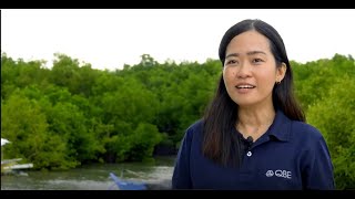 QBE Foundation  Mangrove planting in Cebu [upl. by Acihsay]