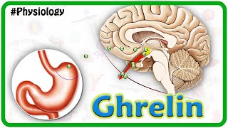 Physiology of Ghrelin Animation USMLE Step 1 [upl. by Lednam]