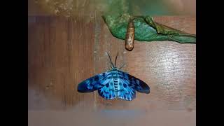 Watch This Caterpillar Turn Into A Blue Day Moth [upl. by Llertnor]