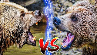 Grizzly bear vs Kodiak bear Who would win in a fight [upl. by Adnhoj]