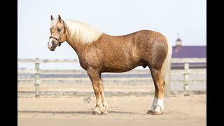 Whiskey  Palomino Half Draft 55 fallrounduphorsesale7330 [upl. by Lepley]