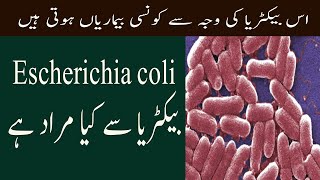 What Is Escherichia E Coli Bacteria Infection In Urdu E Coli Bacteria Kya Hota Hai [upl. by Naruq]