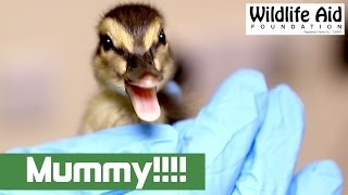 Lost Duckling Finds Its Mum [upl. by Sands]