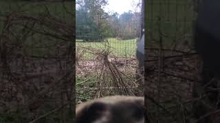 50 cal DESERT EAGLE deer hunt 50ae whitetail deer [upl. by Sherie69]