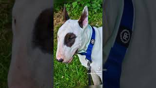 He loves his new collar from bullybillows buddy bullterrier puppy [upl. by Hurlbut]