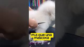 Peluquería Canina youtubeshorts amorperruno viralvideo pets mascotas doglove perro [upl. by Epolulot783]