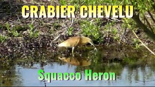 HERON CRABIER CHEVELU  RARE juvénile [upl. by Euqinomahs]