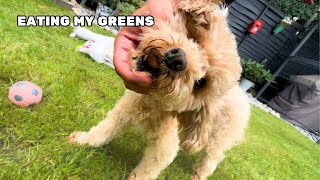 My Toy Poodle Eats amp Rolls In The Grass [upl. by Olifoet]