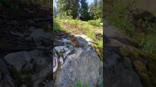 Chipmunk eating a dandelion at the peak of Grouse Mountain Vancouver BC [upl. by Cataldo]