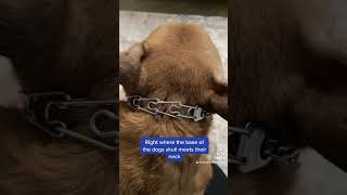 Fitting a prong collar dogtrainerslife prong prongcollar dogtraining shortsviral shorts pet [upl. by Pernell]