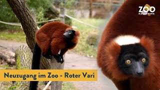 Lauter Neuzugang im Zoo Magdeburg Roter Vari [upl. by Robenia825]