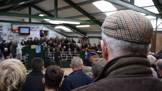 Hawes Tup Sales 2018 £32000 [upl. by Ettigirb333]