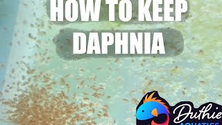 How to do a Daphnia Culture [upl. by Nodlew994]