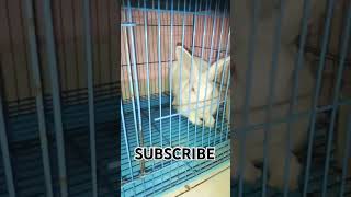 So cute rabbit 😻 🐰and relaxing mod shorts shortvideo foryou bunny subscribe foryoupage 1ksubs [upl. by Temme36]