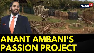 Anant Ambani Interview Latest  Jamnagar Global Species  Anants Love For Wildlife  News18 [upl. by Gudren]