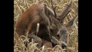 Rehböcke in der Paarungszeit Roebucks in the mating season [upl. by Enitnemelc]