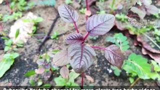 Red spinach Amaranthus dubiusChinese spinachspleen amaranth hontoimoi yin choy hsien tsai [upl. by Nonrev98]