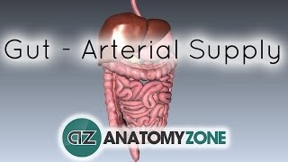 Blood Supply to the Gut Introduction  Part 1 Arterial Supply [upl. by Snook]