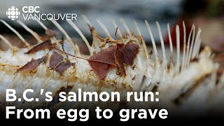 From egg to the grave BC’s salmon run is vital for this ecosystem  Creator Network [upl. by Nalla]