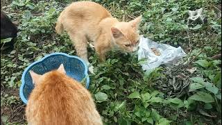 Cats in the garden [upl. by Norty663]