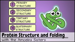 Protein Structure and Folding [upl. by Onyx]