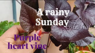 My ornamental purple potato vine repoting sweet potato vine [upl. by Ecreip]