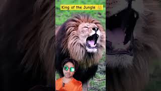 Lion King Roaring Loudly 🦁 👑 shorts lion angrylion lionsroar wildlife [upl. by Cristian550]