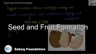 Seed and Fruit Formation Biology Lecture  Sabaqpk [upl. by Angelle]