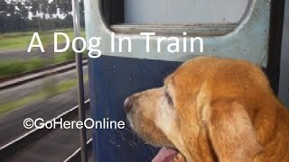 A Dog Carried in the Train  Indian Railway  Rules to Carry Pets in Trains [upl. by Bena]