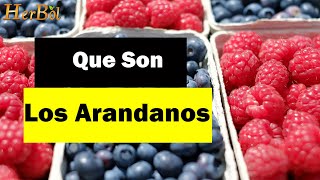 Que son los Arandanos Para que sirven los Arandanos │Naturismo Herbol [upl. by Meaghan]