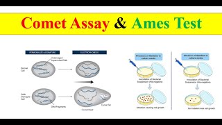 Comet assay amp Ames test [upl. by Alvord]