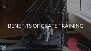 The Benefits Of Crate Training [upl. by Enenaj]