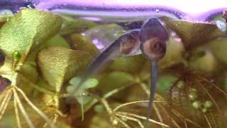 golden mantella tadpoles day 21 [upl. by Betteanne936]