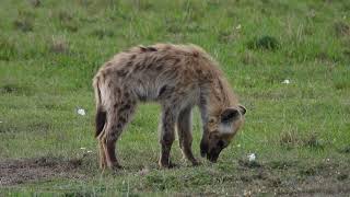 Spotted hyena regurgitating food  Masai Mara [upl. by Tterrab154]