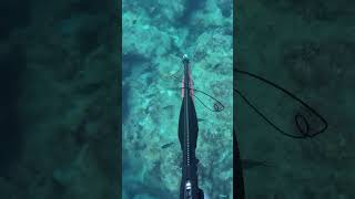 3 DAYS OF SPEARFISHING IN 20 SECONDS [upl. by Ehtyde859]