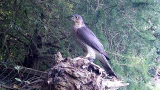 Watch this Incredible Footage of a Sparrowhawk  Discover Wildlife  Robert E Fuller [upl. by Adnohsak924]