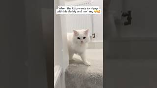 I can’t stop watching it 😂😂 funnyshorts funnmoments funnyvideo funnycats funny shorts cat [upl. by Mischa]