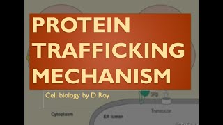 Protein Trafficking Mechanism  Cell biology [upl. by Marjorie477]