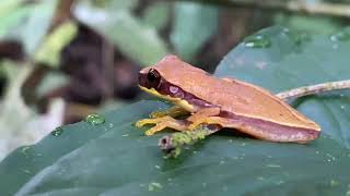 Isthmohyla lancasteri  Rana arboricola manchada  Mottled treefrog [upl. by Ramhaj]