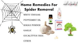 Natural Ways to Keep Spiders Away from Home  Make DIY Spider Repellent Spray  2021 [upl. by Einnad]