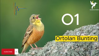 صوت جديد عصفور الدخن  درسة الشعير  الدخنة  ortolan bunting [upl. by Bainbridge936]