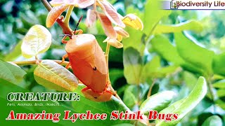 CREATURE 04 Evolution of Lychee Giant Stink Bugs from Small to Big Survive on Leaves of Logan Tree [upl. by Adnaerb]