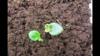 Growing Gesneriads From Seed [upl. by Leandro]