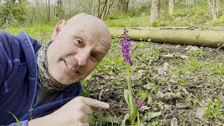 Early purple orchid plant scavenger hunt with Mike Dilger  Woodland Trust [upl. by Sile488]