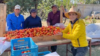 Invernadero de TOMATE  Variedad Cid y Tomate Aguamiel  80 TONELADAS por corte [upl. by Uht]