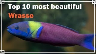 Top 10 most beautiful Wrasse [upl. by Sisto]