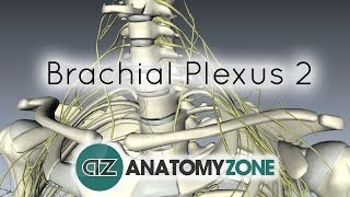 Brachial Plexus  Structure and Location  3D Anatomy Tutorial [upl. by Ahsii592]