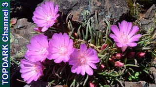 12 Lindas Variedades de Lewisia [upl. by Higinbotham]