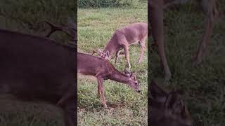 Florida deer feeding in yard deer nature buck floridacowboy naturephotography [upl. by Reynard28]