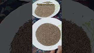 Shah Jeera Vs Jeera  Caraway seeds vs cumin seeds shorts cooking viral [upl. by Machos43]